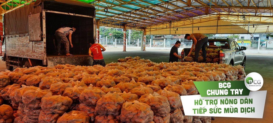 BCG chung tay hỗ trợ nông dân Vĩnh Long tiêu thụ 17 tấn khoai lang tím