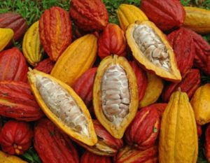 BCG to Develop the Project of Large-Scale Field to Cooperate and Link Cocoa Producation with Consumption in Dong Nai Province