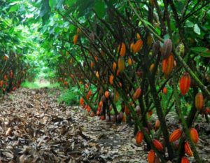 BCG Has Officially Been Approved to Invest in the Large Field Project – Intercropping Cocoa with Cashews in Dong Nai