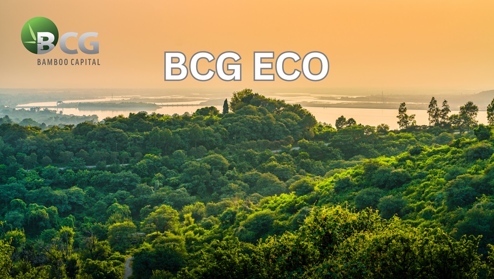 BCG Eco: Bamboo Capital trains sights on carbon credit market in sustainable development push